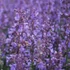 Nepeta 'Walker's Low' – Kerti macskamenta