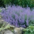 Nepeta x faassenii 'Kit Cat' - Macskamenta