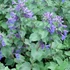 Nepeta x faassenii 'Kit Cat' - Macskamenta