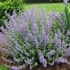 Nepeta x faassenii 'Kit Cat' - Macskamenta