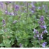 Nepeta x faassenii 'Kit Cat' - Macskamenta