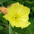 Oenothera macrocarpa (missouriensis) - Missouri ligetszépe