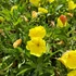 Oenothera macrocarpa (missouriensis) - Missouri ligetszépe