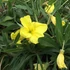 Oenothera macrocarpa (missouriensis) - Missouri ligetszépe