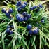 Ophiopogon japonicus 'Minor' – Japán kígyószakáll