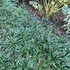 Ophiopogon japonicus 'Minor' – Japán kígyószakáll