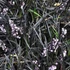 Ophiopogon planiscapus 'Niger' – Feketelombú, laposszárú kígyószakáll