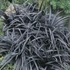 Ophiopogon planiscapus 'Niger' – Feketelombú, laposszárú kígyószakáll