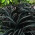Ophiopogon planiscapus 'Niger' – Feketelombú, laposszárú kígyószakáll