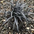 Ophipogon planiscapus 'Niger' – Feketelombú, laposszárú kígyószakáll