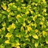 Origanum vulgare 'Gold Tip' – Oregánó