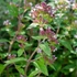 Origanum vulgare 'Gold Tip' – Oregánó