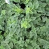Origanum vulgare 'Hot and Spicy' – Oregánó, szurokfű