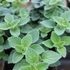 Origanum vulgare 'Hot and Spicy' – Oregánó, szurokfű