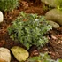 Origanum vulgare 'Hot and Spicy' – Oregánó, szurokfű
