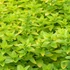 Origanum vulgare 'Thumble's Variety' – Arany oregánó