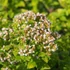 Origanum vulgare 'Thumble's Variety' – Arany oregánó