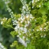 Origanum vulgare 'Thumble's Variety' – Arany oregánó