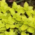 Origanum vulgare 'Thumble's Variety' – Arany oregánó