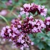Origanum 'Rosenkuppel' – Oregánó