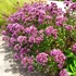 Origanum 'Rosenkuppel' – Oregánó