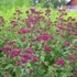Origanum 'Rosenkuppel' – Oregánó