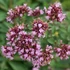 Origanum 'Rosenkuppel' – Oregánó