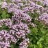 Origanum vulgare 'Compactum' – Oregánó