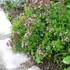 Origanum vulgare 'Compactum' – Oregánó