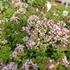 Origanum vulgare 'Compactum' – Oregánó