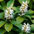 Pachysandra terminalis - Japán kövérke