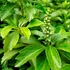 Pachysandra terminalis - Japán kövérke