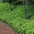 Pachysandra terminalis 'Green Carpet' - Japán kövérke