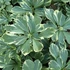 Pachysandra terminalis 'Variegata' – Japán kövérke