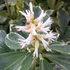 Pachysandra terminalis 'Variegata' – Japán kövérke