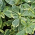 Pachysandra terminalis 'Variegata' – Japán kövérke