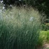 Panicum virgatum 'Heavy Metal' – Vesszős köles