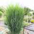 Panicum virgatum 'Northwind' - Vesszős köles