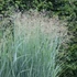 Panicum virgatum 'Prairie Sky' - Vesszős köles