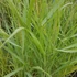 Panicum virgatum 'Prairie Sky' - Vesszős köles