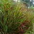 Panicum virgatum 'Shenandoah' – Vesszős köles
