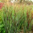 Panicum virgatum 'Shenandoah' – Vesszős köles