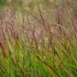 Panicum virgatum 'Squaw' - Vesszős köles