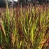 Panicum virgatum 'Squaw' - Vesszős köles