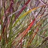 Panicum virgatum 'Squaw' - Vesszős köles