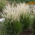 Pennisetum orientale 'Fairy Tails' – Tollborzfű