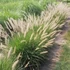 Pennisetum orientale 'Fairy Tails' – Tollborzfű