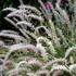 Pennisetum orientale 'Fairy Tails' – Tollborzfű