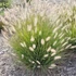 Pennisetum alopecuroides – Tollborzfű