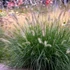 Pennisetum alopecuroides – Tollborzfű
